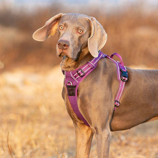 High Density NYLON Pull Harness Purple