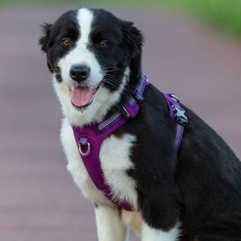 Lightweight 3M reflective Harness Purple