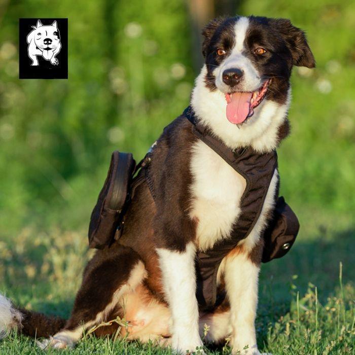 XL Whinhyepet Military Harness Black